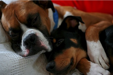 dogs_spooning