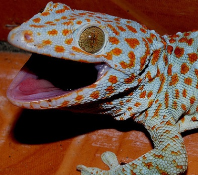 lizard_with_spots