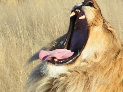 lion_yawn